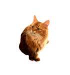 【我が家の猫】ソマリのこはく（個別スタンプ：13）