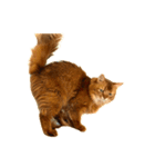 【我が家の猫】ソマリのこはく（個別スタンプ：14）