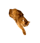 【我が家の猫】ソマリのこはく（個別スタンプ：16）