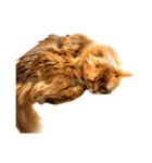 【我が家の猫】ソマリのこはく（個別スタンプ：18）
