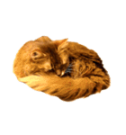 【我が家の猫】ソマリのこはく（個別スタンプ：19）