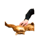 【我が家の猫】ソマリのこはく（個別スタンプ：20）