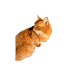 【我が家の猫】ソマリのこはく（個別スタンプ：21）