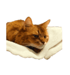 【我が家の猫】ソマリのこはく（個別スタンプ：22）