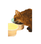 【我が家の猫】ソマリのこはく（個別スタンプ：24）