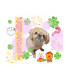 マルスfamily11(ブリュッセルグリフォン)（個別スタンプ：5）