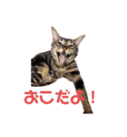 毎日がニナ（個別スタンプ：5）