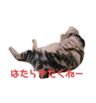 毎日がニナ（個別スタンプ：10）