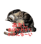 毎日がニナ（個別スタンプ：12）
