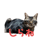 毎日がニナ（個別スタンプ：14）