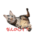 毎日がニナ（個別スタンプ：16）