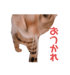 毎日がニナ（個別スタンプ：25）