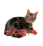 毎日がニナ（個別スタンプ：26）