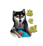 黒柴ポンタ5（個別スタンプ：3）