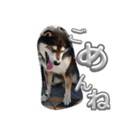 黒柴ポンタ5（個別スタンプ：4）