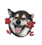 黒柴ポンタ5（個別スタンプ：6）
