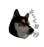 黒柴ポンタ5（個別スタンプ：9）