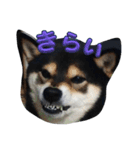 黒柴ポンタ5（個別スタンプ：11）