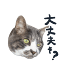 やんごとなきマロのスタンプ【修正版】（個別スタンプ：3）