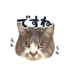 やんごとなきマロのスタンプ【修正版】（個別スタンプ：4）