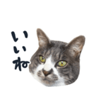 やんごとなきマロのスタンプ【修正版】（個別スタンプ：11）