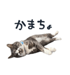 やんごとなきマロのスタンプ【修正版】（個別スタンプ：12）