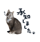 やんごとなきマロのスタンプ【修正版】（個別スタンプ：13）