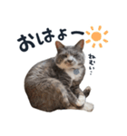 やんごとなきマロのスタンプ【修正版】（個別スタンプ：15）