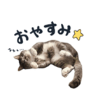 やんごとなきマロのスタンプ【修正版】（個別スタンプ：16）
