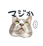 やんごとなきマロのスタンプ【修正版】（個別スタンプ：17）