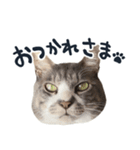 やんごとなきマロのスタンプ【修正版】（個別スタンプ：18）