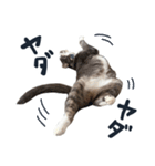 やんごとなきマロのスタンプ【修正版】（個別スタンプ：22）