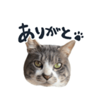 やんごとなきマロのスタンプ【修正版】（個別スタンプ：23）