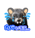 ふぇれももん村／ふぇれず動物に変身（個別スタンプ：16）