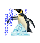 日常使いのロイヤルペンギンのスタンプ（個別スタンプ：7）