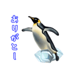 日常使いのロイヤルペンギンのスタンプ（個別スタンプ：15）