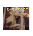 長く使える猫まみれスタンプ（個別スタンプ：34）