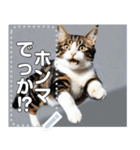 ジャンプする猫（リアル風）関西弁（個別スタンプ：3）