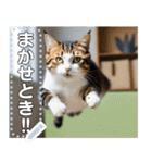 ジャンプする猫（リアル風）関西弁（個別スタンプ：7）