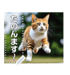 ジャンプする猫（リアル風）関西弁（個別スタンプ：8）