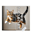 ジャンプする猫（リアル風）関西弁（個別スタンプ：9）