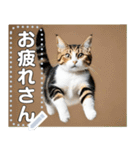 ジャンプする猫（リアル風）関西弁（個別スタンプ：10）