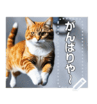 ジャンプする猫（リアル風）関西弁（個別スタンプ：13）