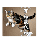ジャンプする猫（リアル風）関西弁（個別スタンプ：14）