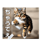 ジャンプする猫（リアル風）関西弁（個別スタンプ：15）