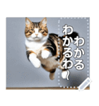 ジャンプする猫（リアル風）関西弁（個別スタンプ：17）
