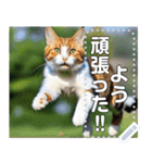 ジャンプする猫（リアル風）関西弁（個別スタンプ：18）
