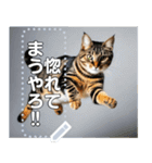 ジャンプする猫（リアル風）関西弁（個別スタンプ：19）