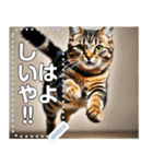 ジャンプする猫（リアル風）関西弁（個別スタンプ：21）