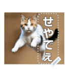 ジャンプする猫（リアル風）関西弁（個別スタンプ：22）